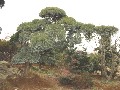 造園 庭木 写真 マキノキ 40