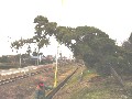 造園 庭木 写真 マキノキ 39