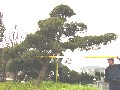 造園 庭木 写真 マキノキ 36