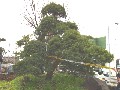 造園 庭木 写真 マキノキ 35