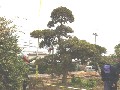造園 庭木 写真 マキノキ 37