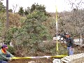 造園 庭木 写真 マキノキ 38