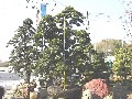 造園 庭木 写真 マキノキ 26