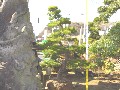 造園 庭木 写真 クロマツ 7