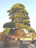 造園 庭木 写真 マキノキ 20