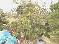 造園 庭木 写真 マキノキ 32