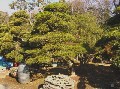 造園 庭木 写真 クロマツ 8