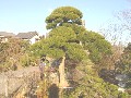 造園 庭木 写真 マキノキ 33