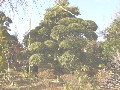 造園 庭木 写真 マキノキ 31