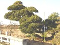 造園 庭木 写真 マキノキ 19