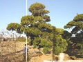 造園 庭木 写真 マキノキ 18