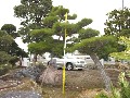 造園 庭木 写真 クロマツ 1