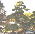 造園 庭木 写真 マキノキ 9