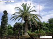 造園 庭木 写真 カナリーヤシ 10-14
