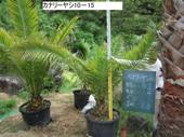 造園 庭木 写真 カナリーヤシ 10-15