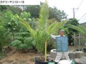 造園 庭木 写真 カナリーヤシ 10-16