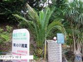 造園 庭木 写真 カナリーヤシ 10-2