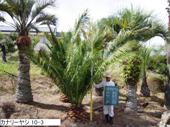 造園 庭木 写真 カナリーヤシ 10-3