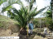 造園 庭木 写真 カナリーヤシ 10-4