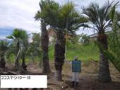 造園 庭木 写真 ココスヤシ 10-18