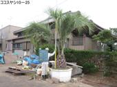 造園 庭木 写真 ココスヤシ 10-25