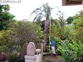 造園 庭木 写真 ココスヤシ 10-27