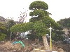 造園 庭木 写真 マキノキ 13