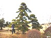 造園 庭木 写真 マキノキ 14