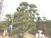 造園 庭木 写真 マキノキ 16
