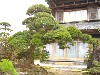 造園 庭木 写真 マキノキ 5