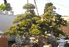 造園 庭木 写真 マキノキ 7