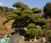 造園 庭木 写真 マキノキ 8