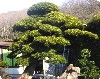 造園 庭木 写真 マキノキ 2