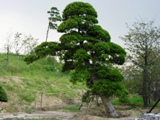 造園 庭木 写真 マキノキ 48