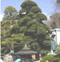 造園 庭木 写真 マキノキ 42