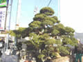 造園 庭木 写真 マキノキ 49