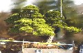 造園 庭木 写真 クロマツ 2