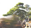 造園 庭木 写真 クロマツ 3
